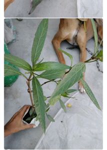 Any 10 Plant Combo