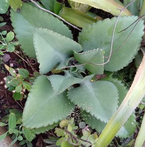 Bryophyllum