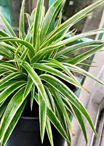 Combo Of 10 Live Root Plants ☘️🌱
