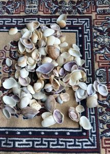 Sea Shells For Decor