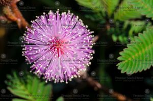 Touch Me Not Plant 1pcs