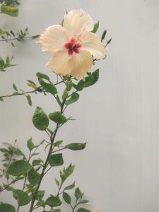 Beautyful 2 Color Of Hibiscus Flower Cutting Available