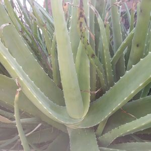 FRESH ALOEVERA , ORGANICALLY GROWN WITHOUT ANY CHEMICALS AND ETC, PURE AND NATURAL