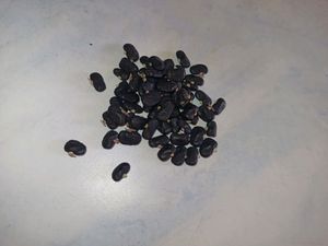 Butterfly pea flower tree seeds