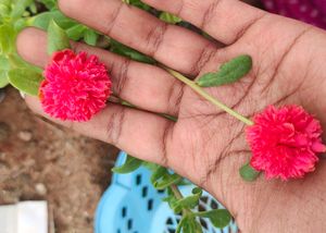 Cinderella Cutting 3 Variety