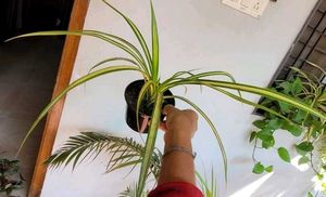 3 Set Beautiful Plants