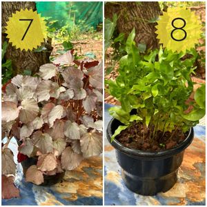 You Can Select 10 Live Root Plants