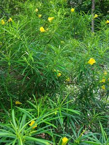 Yellow Oleander Sapling