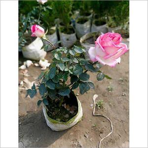 Potted Rose Plant