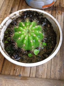 Cactus Plant