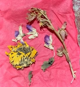 Dead Petals🌻