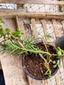 Green Rosemary Saplings