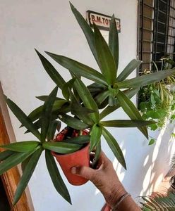3 Set Plants ☘️