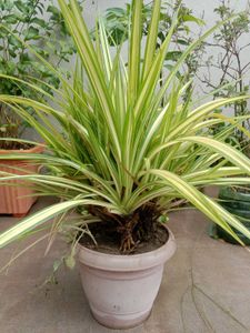 Spider Plant in Concrete Pot