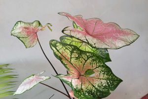 Set 2 ujjalaseeds rare polka &amp; Caladium Pink Plant