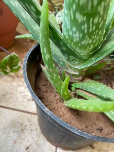 Baby Aloe Vera Plant