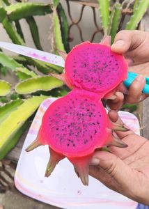 Red Dragon Fruit Cutting