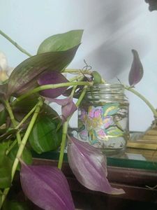 Wandering Jew Plant in Painted Jar