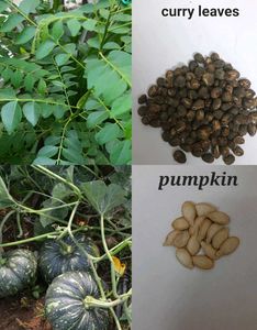 Plants And Seeds