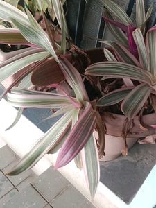 Original Plant