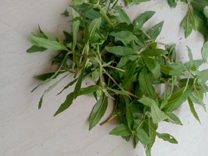 Bhirgaraj Leaf