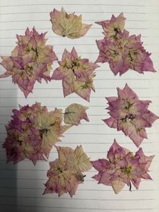 dry flowers pink