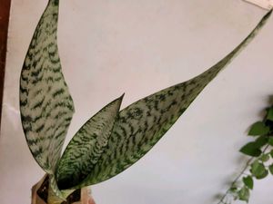 Set 2 Dwarf Snake Plant &amp; Money Plants🪴