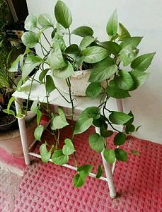 Evergreen Money Plant 🌵