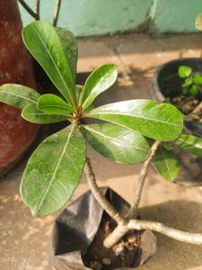 Adenium Plant