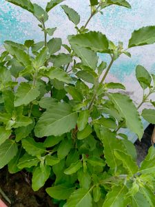 Tulsi Live Plant