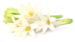 Rajnigandha 2 Bulbs