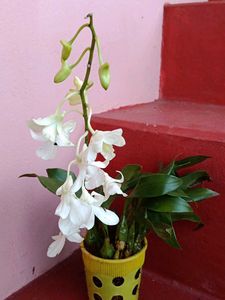 Orchids Limited Stock