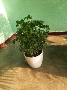 Plant