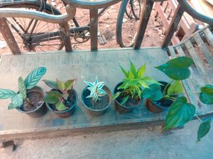 Indoor Plants