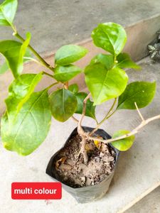 Flowering Bourgainvillea N Plants Combo