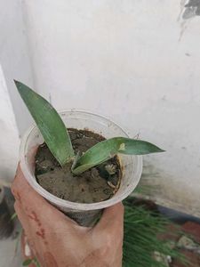 Small Agave Attenuata Plant