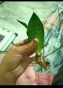 Live Dwarf Snake Plant