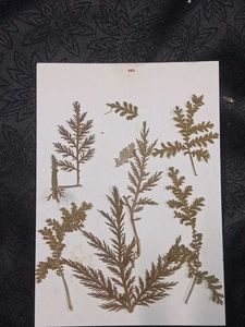 Fake Dried Pressed Flowers