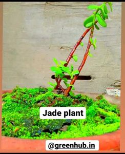 Combo Of Fresh New Plants