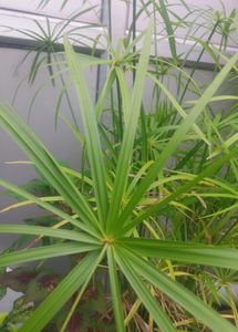 Umbrella Palm + Water Latuce