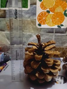 Natural Pine Cones New ( Fresh )Set Of 3