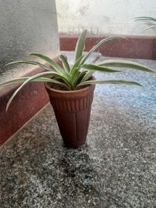 Real Spider Plant in clay Pot with great roots