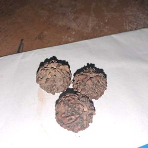 3 Vintage Panch Mukhi Rudraksh