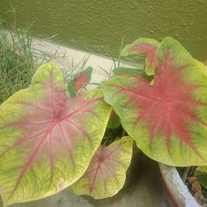 Caladium Plant