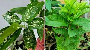 Pack 2 Kumuban Guava &amp; syngonium Plants