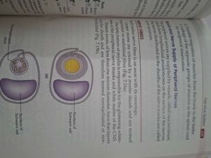 BD Chaurasia&#39;s Anatomy Handbook