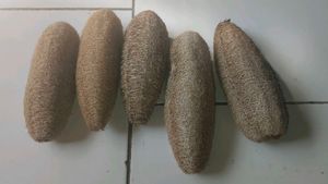 Best Natural Loofah Sponges