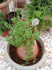 String Of TANGLED Hearts