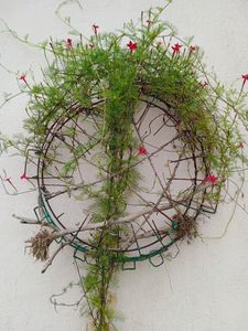 Tarulata  Plant Or Seeds