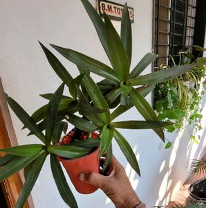 3 set evergreen Plants🪴